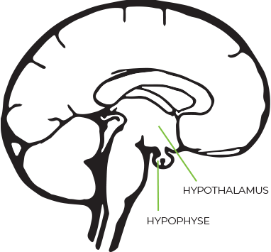 dessin d’un cerveau humain montrant la localisation de l’hypothalamus et de l’hypophyse
